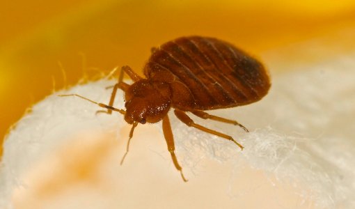 Aliquam quis velit eu est vestibulum tincidunt a vitae tellus